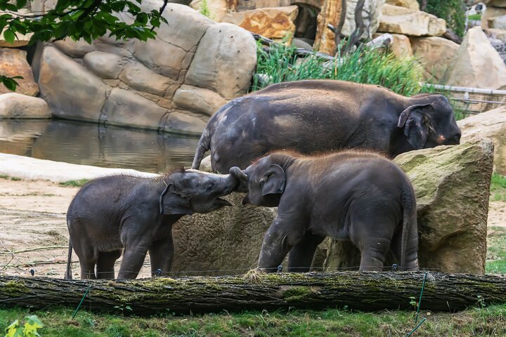 Prague Zoo Skip-the-line Tickets and Private Transfers  - Photo 1 of 15